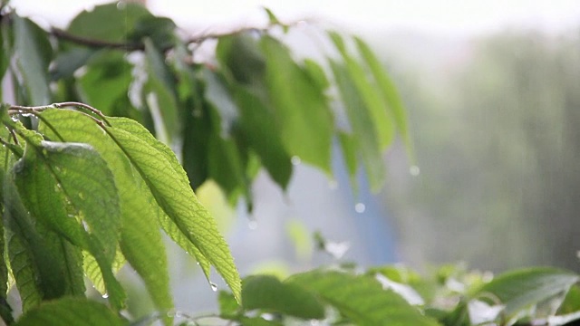 雨滴落在绿叶上视频素材