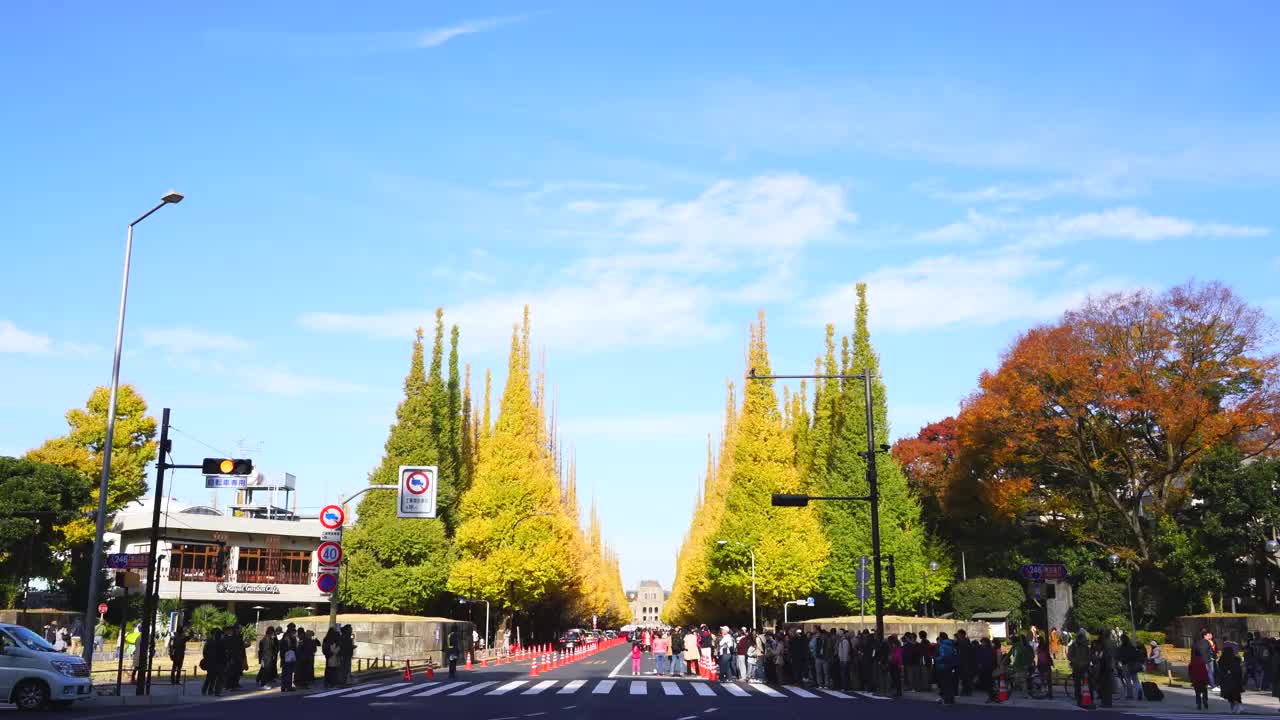 2017年11月26日，在日本东京千代田区神谷Gaien，车辆在秋叶前穿过银杏树大道，人们穿过人行横道。成排的秋叶银杏树环绕着大道和车流。视频素材