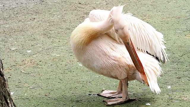 鹈鹕又称东白鹈鹕、玫瑰色鹈鹕或白鹈鹕。视频素材