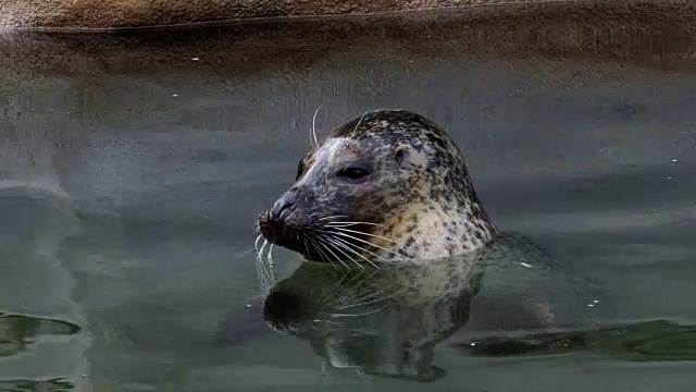 (Phoca vitulina)把头探出水面。海豹在水里休息视频素材