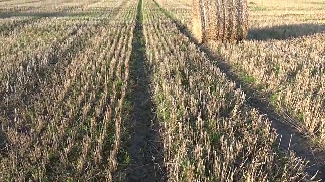 麦田里的橡树和稻草捆视频素材