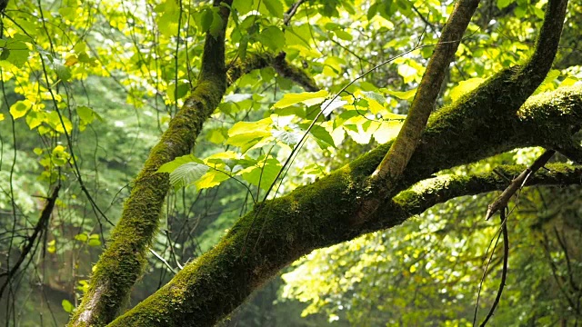 雨后的树林里长满青苔的树枝。高湿度视频素材