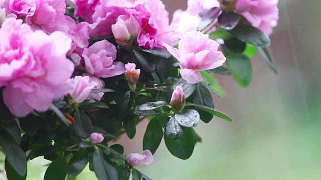 雨中的淡粉色杜鹃花视频素材