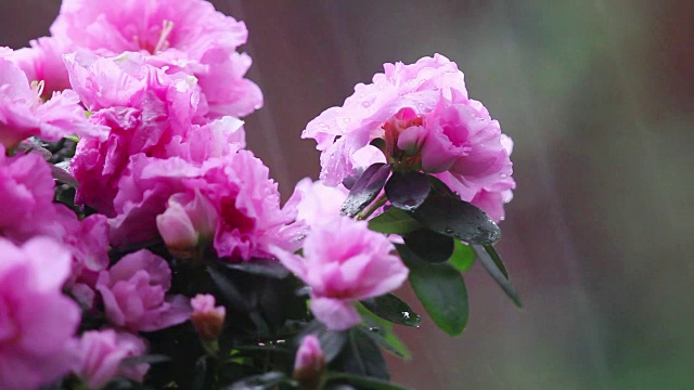 在大雨中开花的杜鹃花视频素材