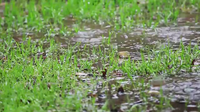 雨水落在草地上的水坑里视频素材