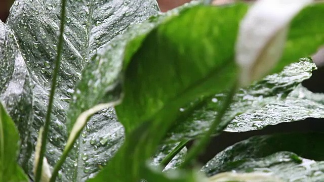 雨落在和平百合的叶子上视频素材