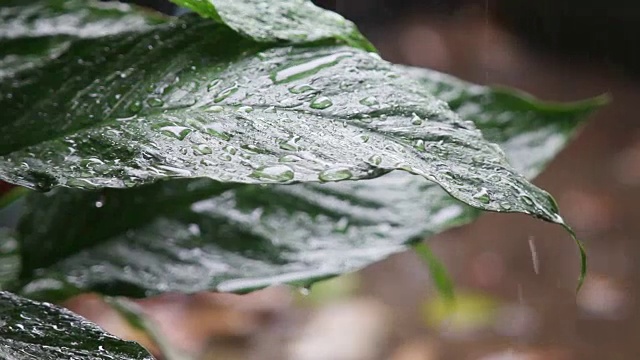 大雨落在和平百合的叶子上视频素材