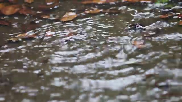 大雨打在满是树叶的水坑上视频素材