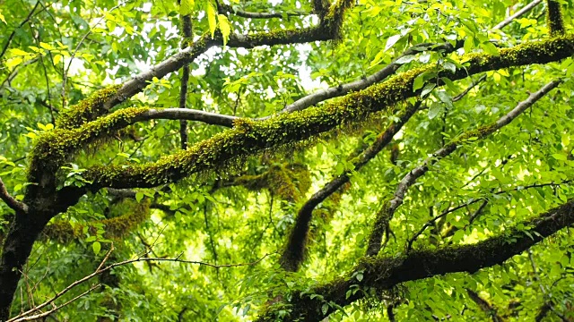 雨后的树林里长满青苔的树枝。高湿度视频素材