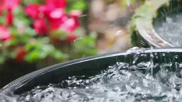 雨水落进装有仙客来的容器中视频素材