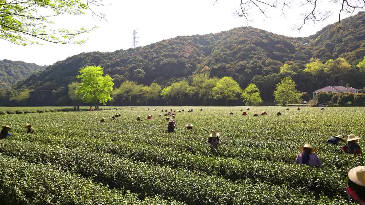 在中国杭州龙井茶园采摘春茶的妇女视频下载