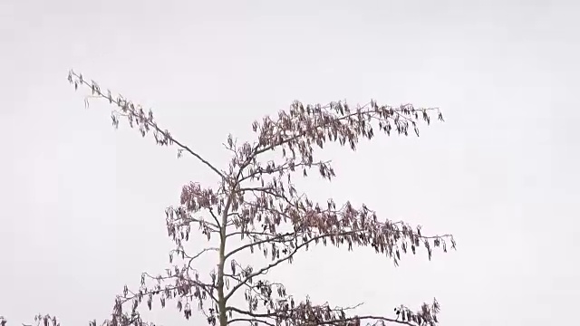 乌鸦坐在一棵光秃秃的树顶上，然后飞走了视频素材