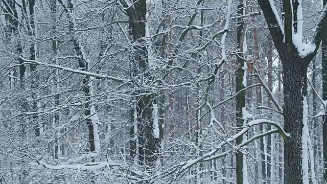 在落叶林的背景上的无叶树下雪视频素材