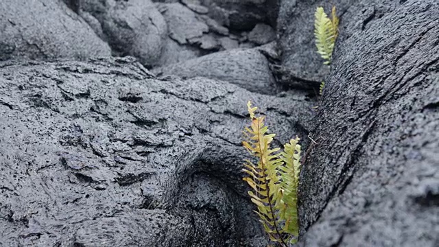 夏威夷火山国家公园:植物群视频素材