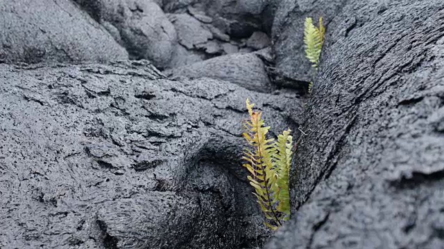 夏威夷火山国家公园:植物群视频素材