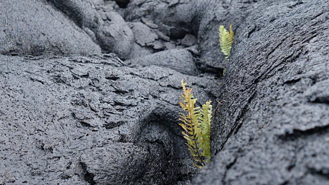 夏威夷火山国家公园:植物群视频素材