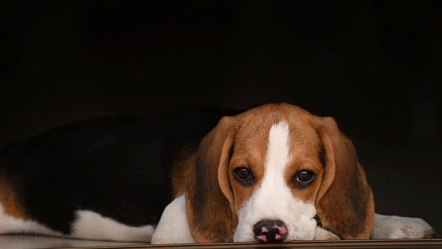 特写脸可爱的小猎犬小狗睡觉休息下巴和舌头伸出躺在瓷砖地板上视频素材