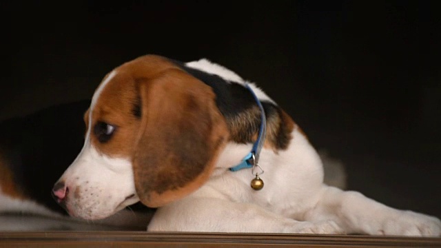 特写脸可爱的小猎犬小狗睡觉休息下巴和舌头伸出躺在瓷砖地板上视频素材