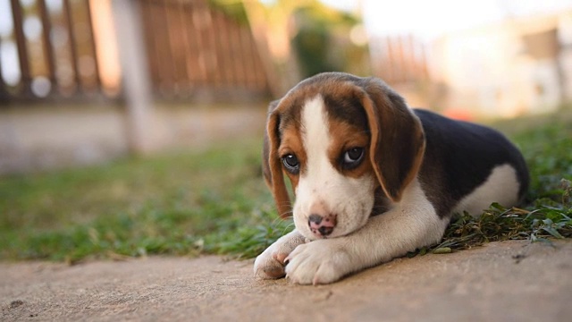 可爱的小猎犬在绿色的田野上玩耍视频素材