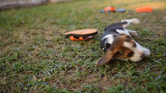 可爱的小猎犬在绿色的田野上玩耍视频素材