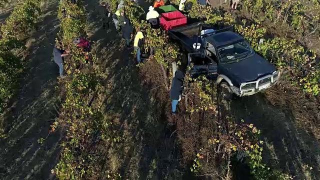 4k无人机在澳大利亚希思科特葡萄园收获上空飞行视频素材