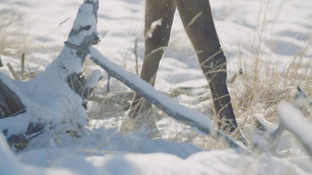 近距离的蹄走过雪视频下载