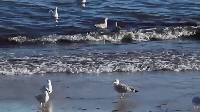 海鸥在海滩上钓鱼视频素材