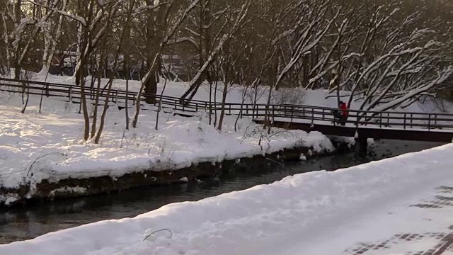 野鸭在冬天下雪的河里寻找食物视频下载