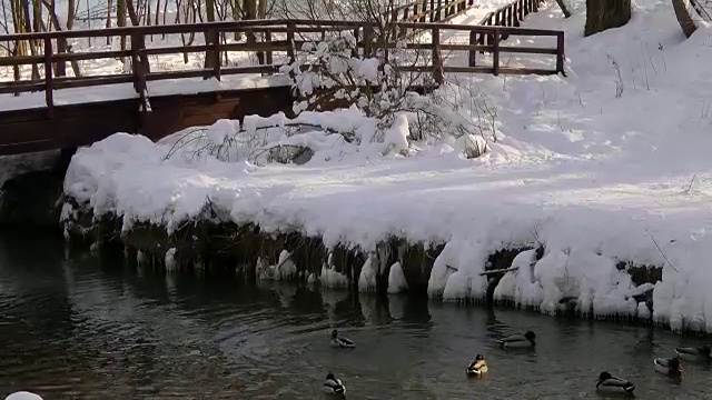 野鸭在冬天下雪的河里寻找食物视频下载