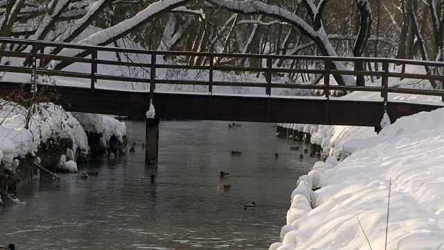 野鸭在冬天下雪的河里寻找食物视频素材