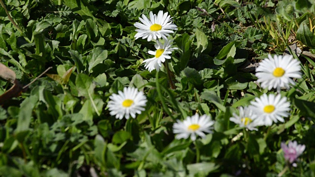 夏日田野上盛开着白色雏菊，特写视频素材