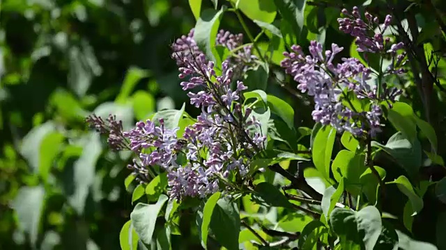 蜜蜂在花上采集花粉视频素材