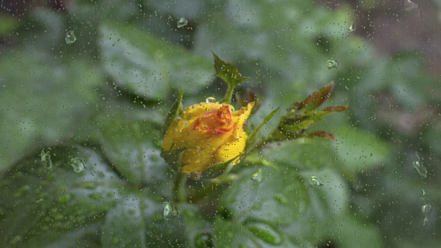 黄色的玫瑰在雨中视频素材