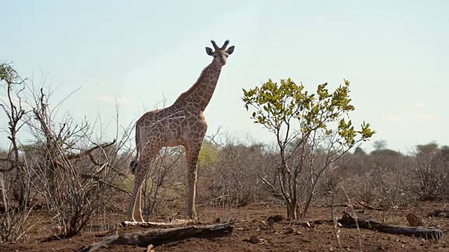 非洲纳米比亚的主要旅游目的地，著名的埃托沙国家公园，长颈鹿正在吃金合欢树。视频素材