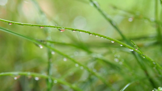 夏天草地上绿草上的露珠视频素材