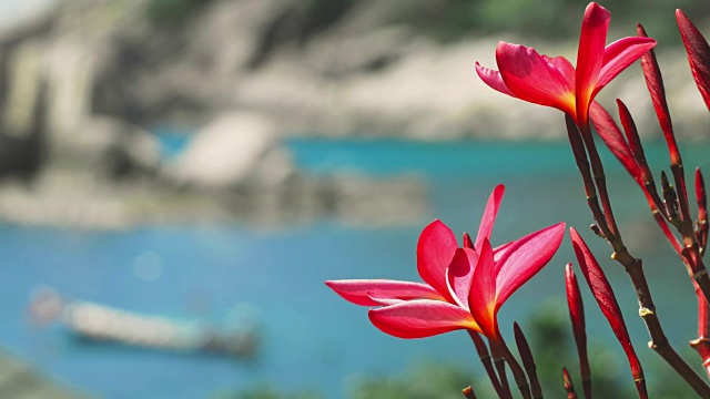 鲜艳的红花鸡蛋花前面的洋湾与一些巨大的花岗岩岩石和散焦长尾船在风中摆动视频素材