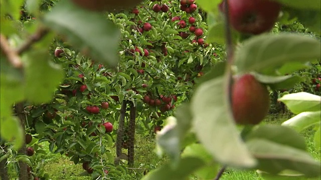 又红又熟的甜苹果视频素材