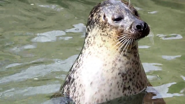 (Phoca vitulina)把头探出水面。海豹在水中休息视频素材