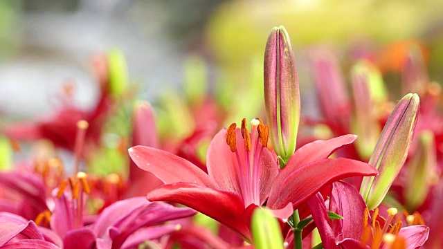 美丽的百合花在花园里视频素材