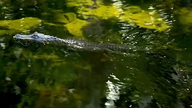 短吻鳄沿着河游泳视频素材