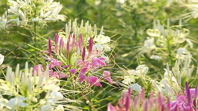 花蜘蛛视频素材