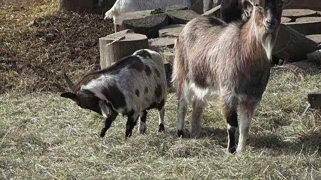 山羊群(Capra hircus)，动物群视频素材