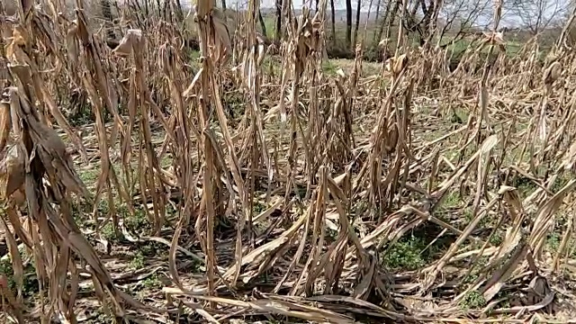 在炎热、阳光充足的日子里，长期干旱摧毁了干燥的玉米地视频素材