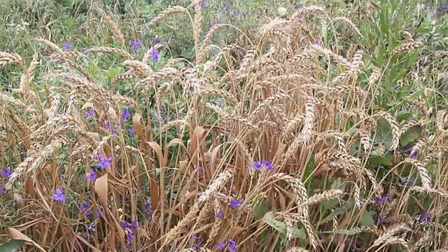 成熟小麦穗视频素材