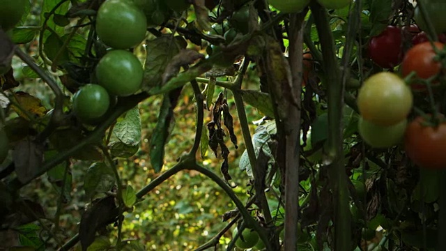 樱桃番茄是从厨房菜园的植物中收获的视频素材