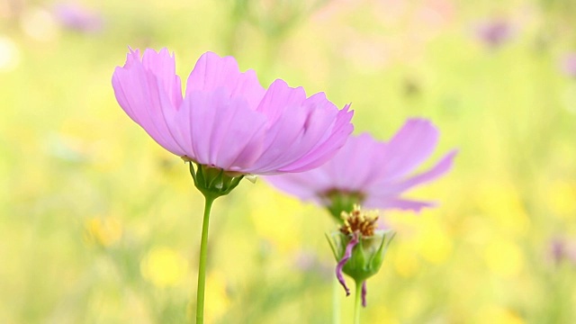 泰国清迈田野里的宇宙花视频素材