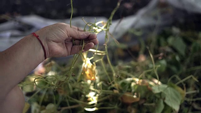 特写，老乡村妇女的手撕下芦笋棒视频素材