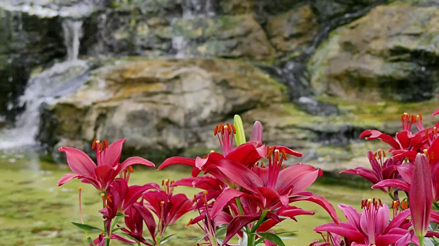 美丽的百合花在花园里视频素材