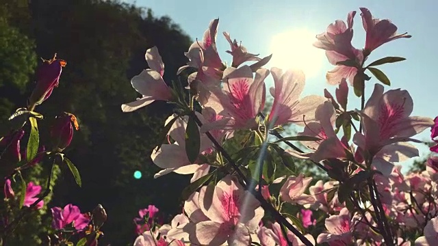 杜鹃花的花朵视频素材