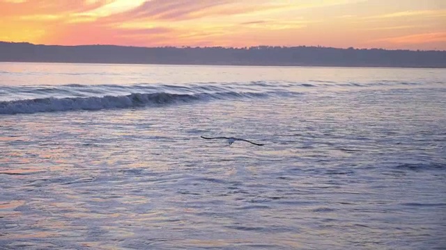 海鸥缓慢地飞过海洋视频素材